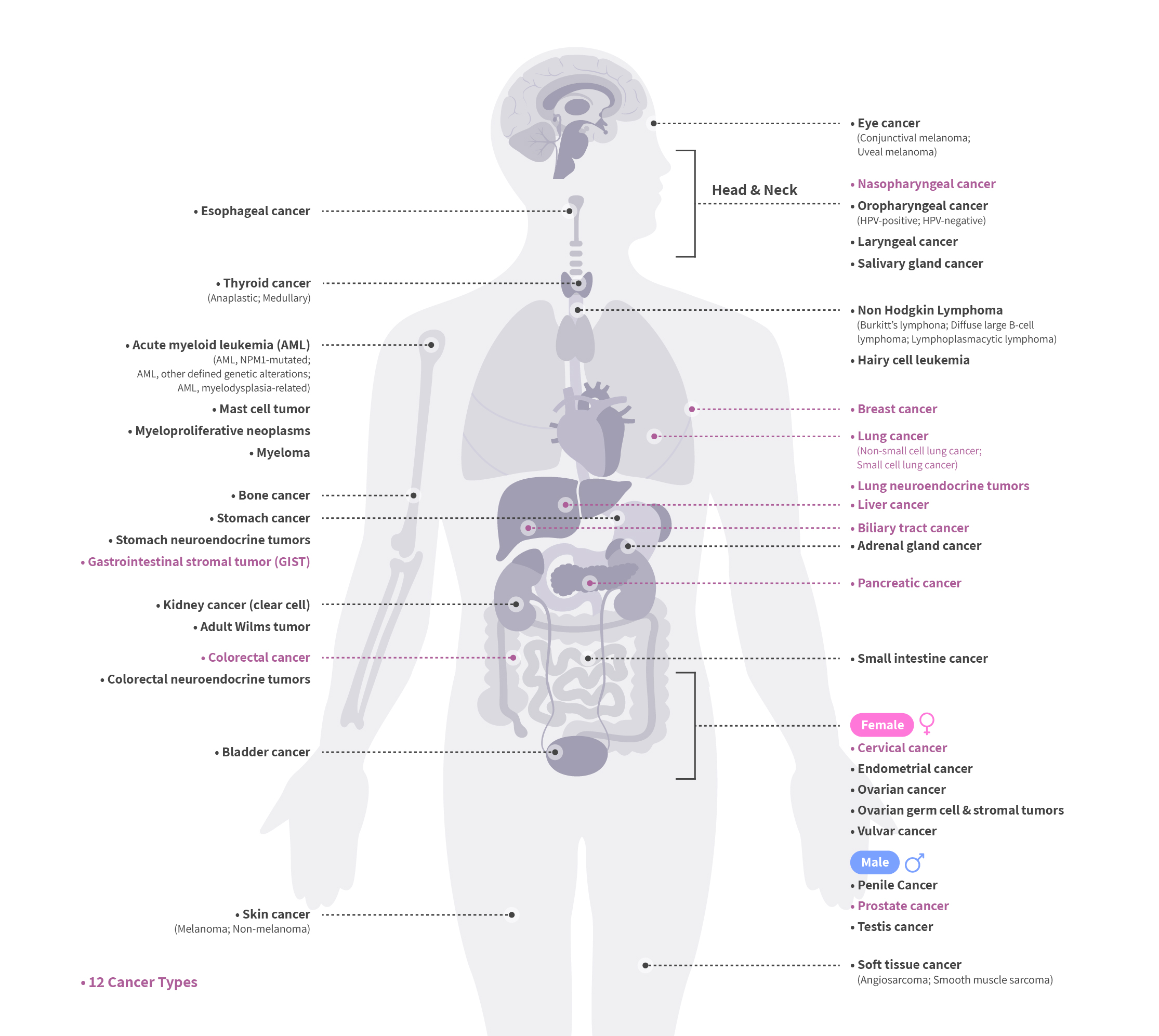 Lucence insight cancer screening human body image